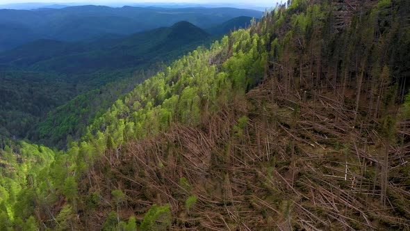 Forest with thousands of fallen trees  due to the very strong wind. Ecological natural disaster alt
