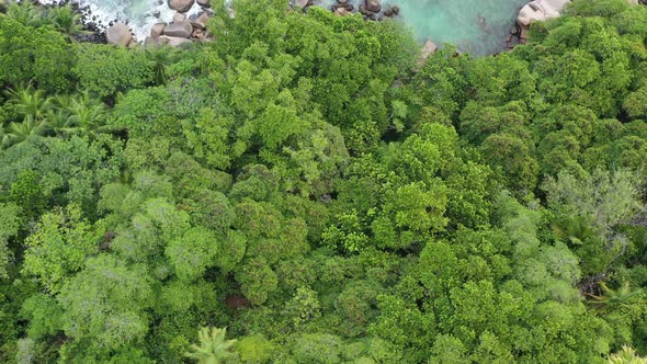 Aerial view of green forest meeting sea Praslin Seychelles.