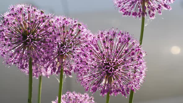 Insects on the Onion Flower