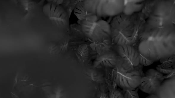 Explosion of Black and White Exotic Monstera Leaves alt