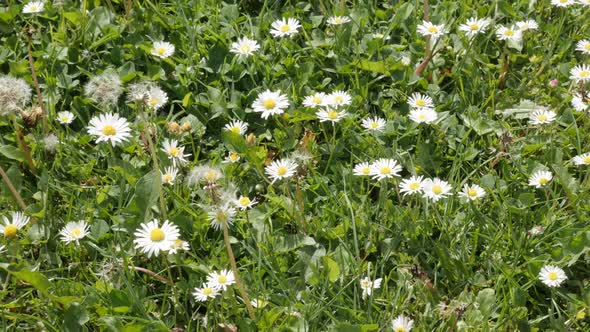 Asteraceae family common daisies in the grass spring background slow tilt 4K 2160p 30fps UltraHD  vi alt