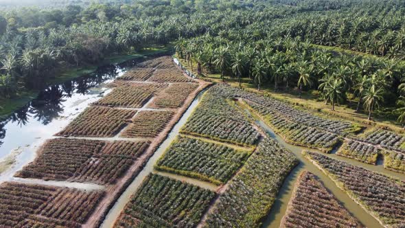 Drone view panorama of pineapple farm alt