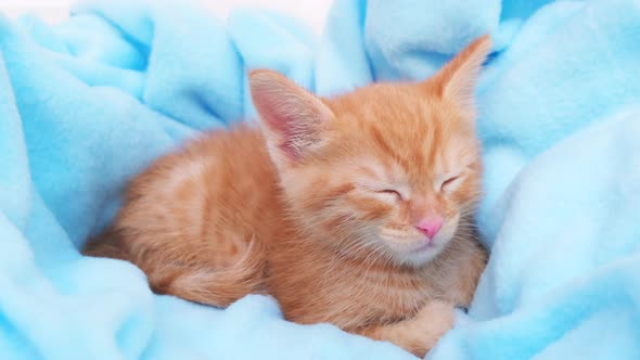 Red tabby kitten sleeping in a blue blanket