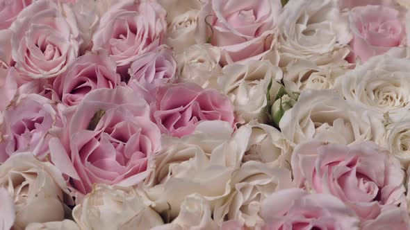 Thriving of Bloom Flowerscape Floral Visual of Live Flowers Roses Background alt