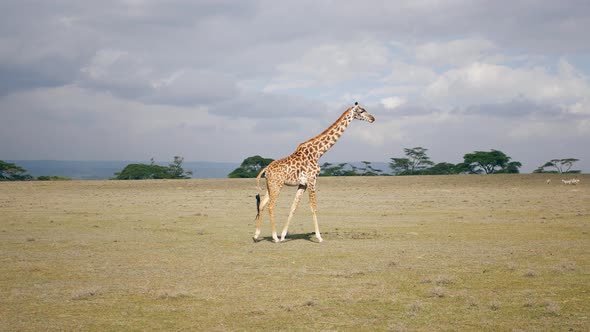 African Giraffe Walking In The Savanna Where Many Animals Graze In The Distance alt
