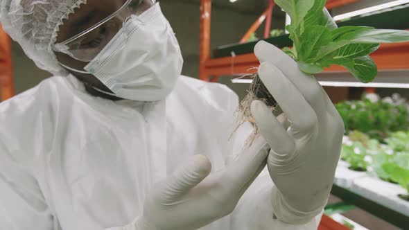 Male Agronomist At Vertical Farm alt