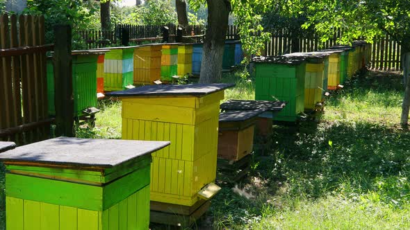Wooden colorful beehives with bees in countryside, Poland in summer alt