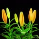 Time Lapse Lilies Opening - VideoHive Item for Sale