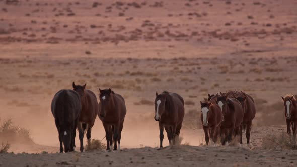 Dust kicking up as herd of horses follow each other through the desert alt