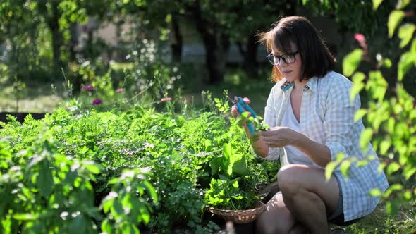 Woman Harvesting Parsley Herbs Cutting Plants with Secateurs in Summer Garden alt