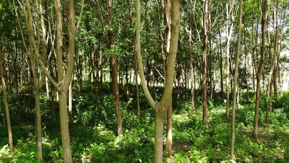 Plantation for the Extraction of Natural Latex From Rubber Trees. Drone View alt