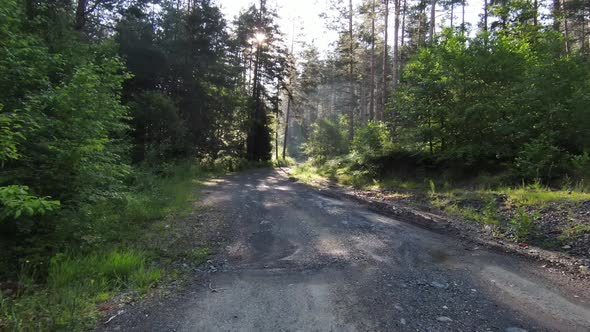 Gravel Road in Green Pine Forest at Sunset on Countryside alt