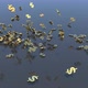 Falling Dollars - VideoHive Item for Sale