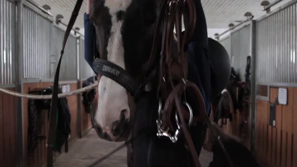 Girl preparing horse for riding