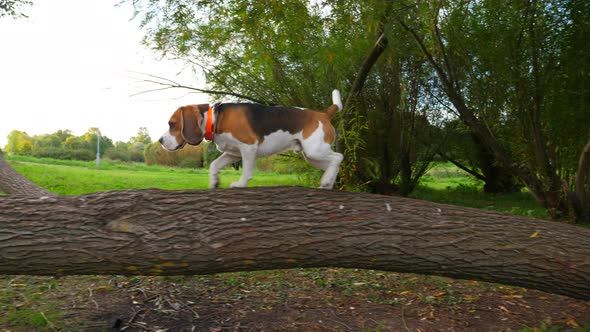 Dog stand up and walk on wooden log, receive snack from owner at end