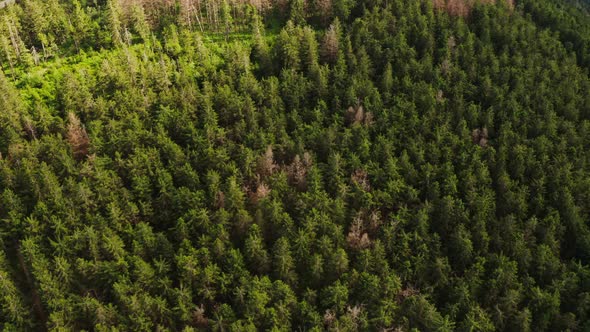 Top View of the Tops of Fir Trees in a Dense Green Forest alt