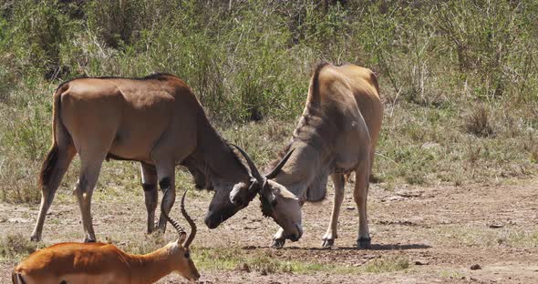 Cape Eland, taurotragus oryx, Males Fighting, Nairobi Park in Kenya, Masai Mara Park in Kenya alt