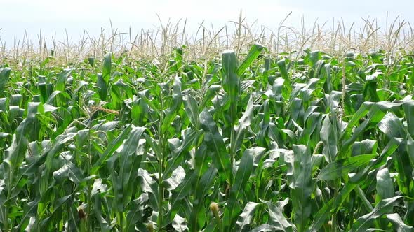 Cornfield