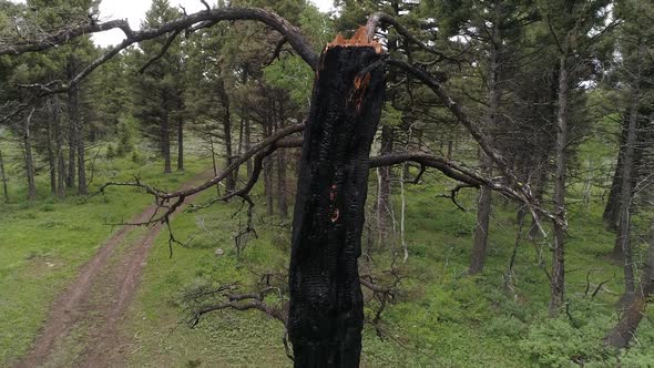 Aerial view of burnt tree from wild fire with top broken off alt