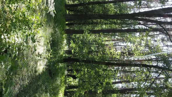 Vertical Video of Forest Landscape in Summer Slow Motion alt