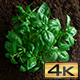 Growing Basil - VideoHive Item for Sale