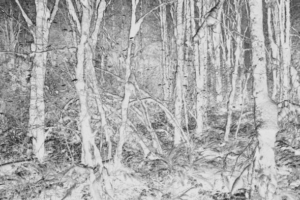 Black and white abstract (inverted) image of lush temperate rainforest, ferns, and moss-covered - Stock Photo - Images