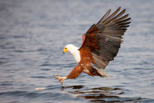 An African fish eagle, Haliaeetus vocifer, flies down towards water, talons out about to catch a - Stock Photo - Images