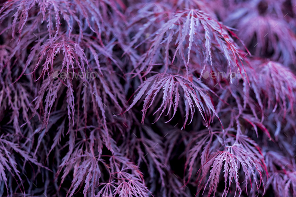 Close up of vibrant purple foliage of a Laceleaf Japanese Maple.