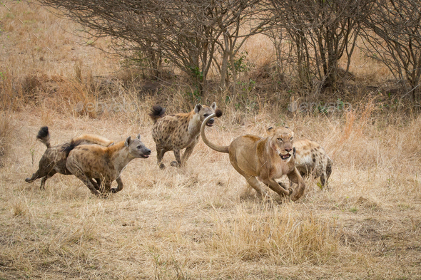 Four spotted hyenas, Crocuta crocuta, run and chase after a lion, Panthera leo, through dry yellow