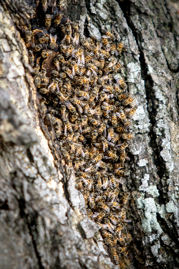 African bees, Apis mellifera capensis, congregate on their hive in the bark of a tree.