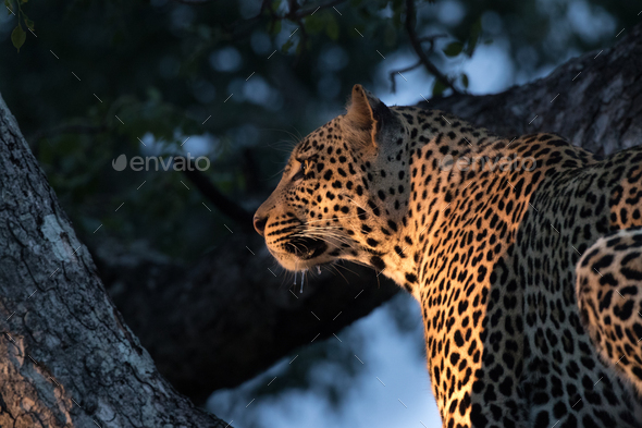 A leopard, Panthera pardus, sits in a tree in the evening sunlight - Stock Photo - Images