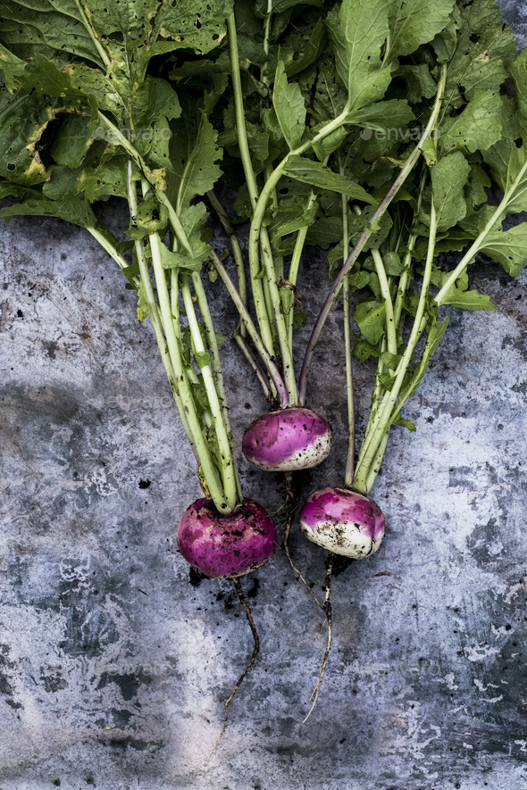 High angle close up of a bunch of freshly picked pink turnips on grey background. - Stock Photo - Images