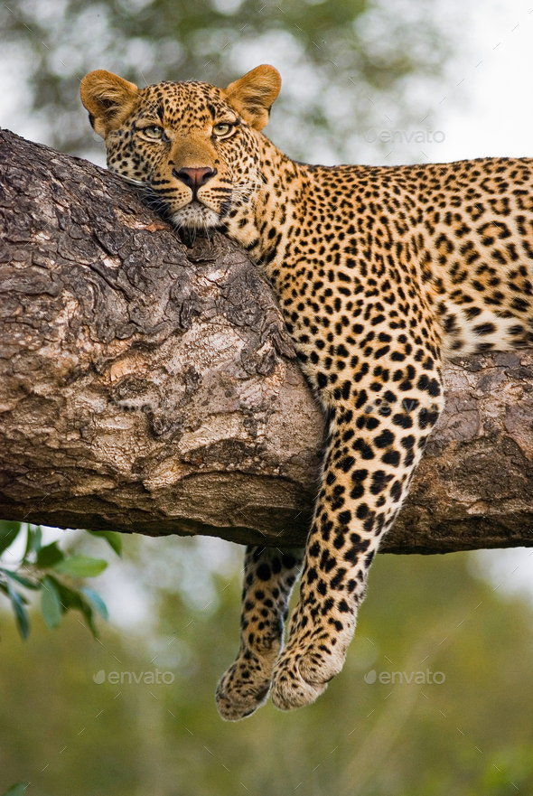 A leopard, Panthera pardus, lies on the branch of a tree, legs tangling over the branch, alert, ears