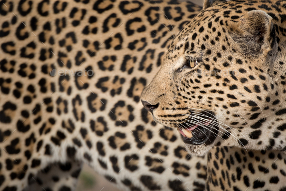 A leopard's head, Panthera pardus, looking away over shoulder, mouth open,  rosettes on fur coat, Stock Photo by Mint_Images