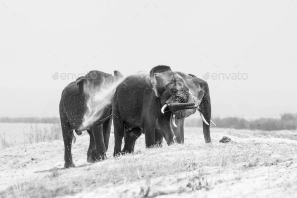 Three elephant, Loxodonta africana, stand on a sand bank, wet skin, spray sand with their trunk into
