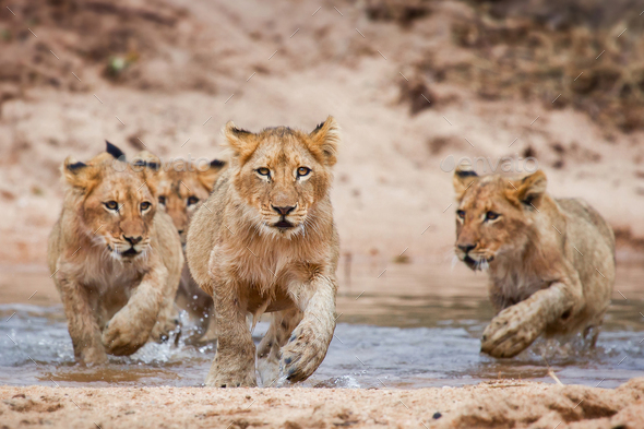 Lion cubs, Panthera leo, lies on a boulder, run through shallow water, direct gaze
