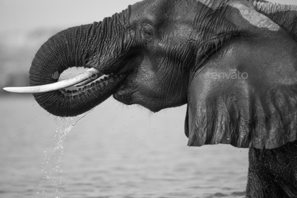 An elephant, Loxodonta africana, wet skin, drinks water, trunk to mouth, dripping water, side - Stock Photo - Images