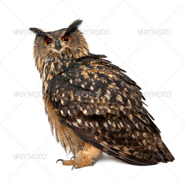 Eurasian Eagle-Owl, Bubo bubo, 15 years old, standing against white background - Stock Photo - Images
