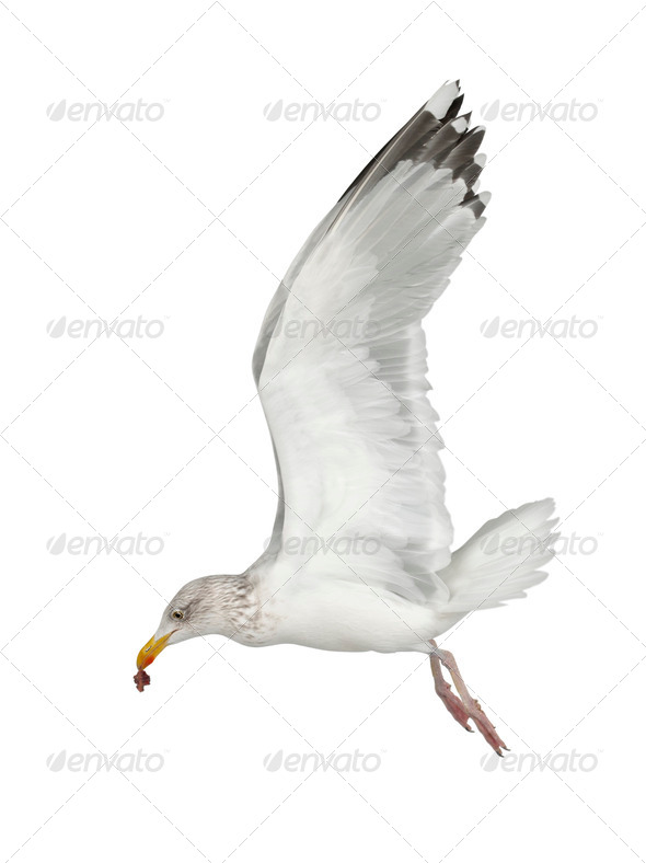 European Herring Gull, Larus argentatus, 4 years old, flying against white background - Stock Photo - Images