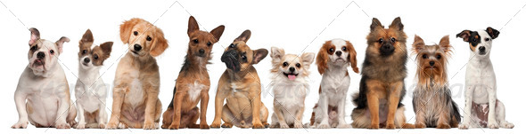 Group of dogs sitting against white background - Stock Photo - Images