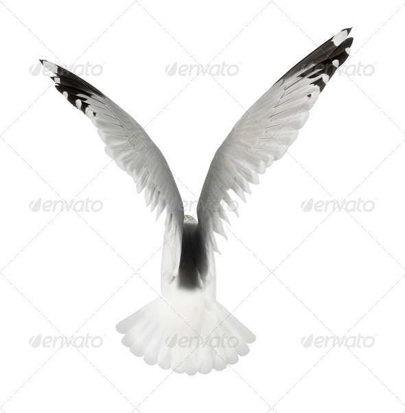 European Herring Gull, Larus argentatus, 4 years old, flying against white background - Stock Photo - Images