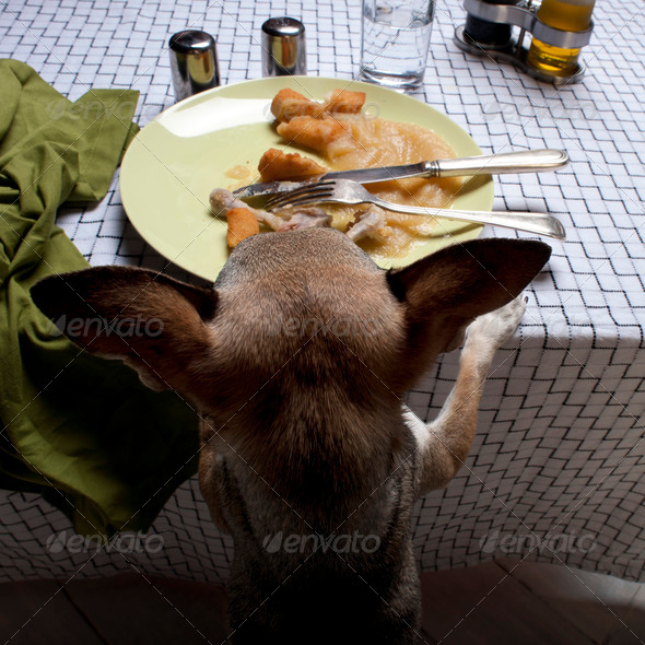 Chihuahua standing on hind legs to look at leftover meal on dinner table - Stock Photo - Images