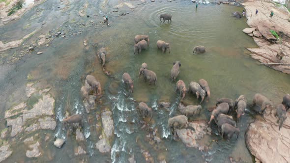 Elephants Bathing in the River. Pinnawala Elephant Orphanage. Sri Lanka. alt