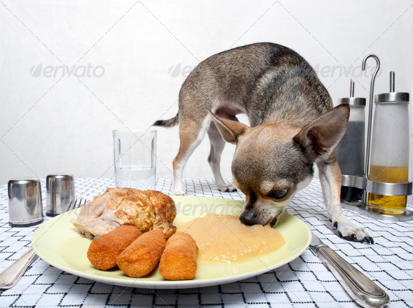 Chihuahua eating food from plate on dinner table