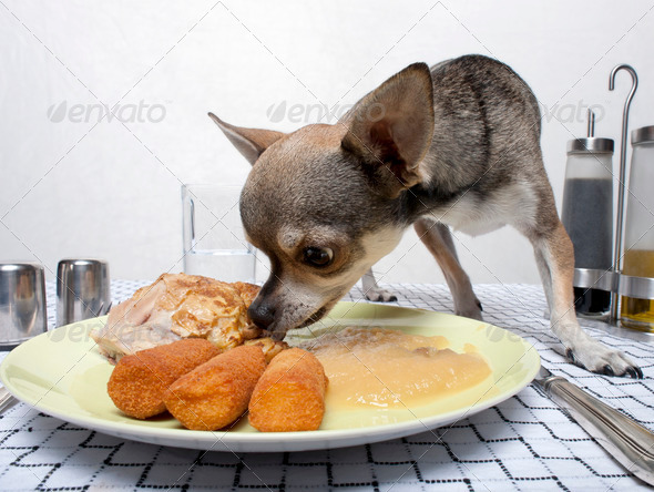 Собака еда ложка забавный обед скачать