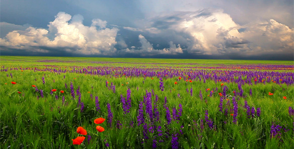 Field Of Flowers And The Cloudy Sky