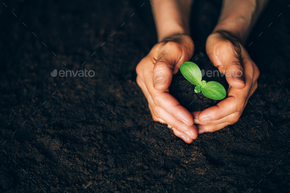 Farmer hand holding young plant. Top view. Banner. New life, eco, sustainable living, zero waste