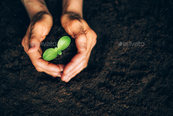 Hands holding green seedling, sprout over soil. Top view. New life, eco, sustainable living, zero