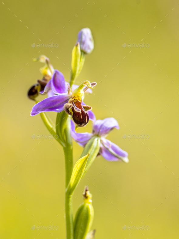 Pink flowers of Bee orchid detail - Stock Photo - Images