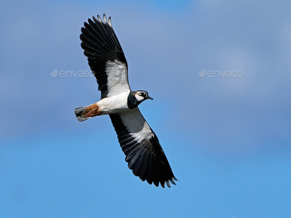 Northern lapwing (Vanellus vanellus) in flight in its natural enviroment - Stock Photo - Images